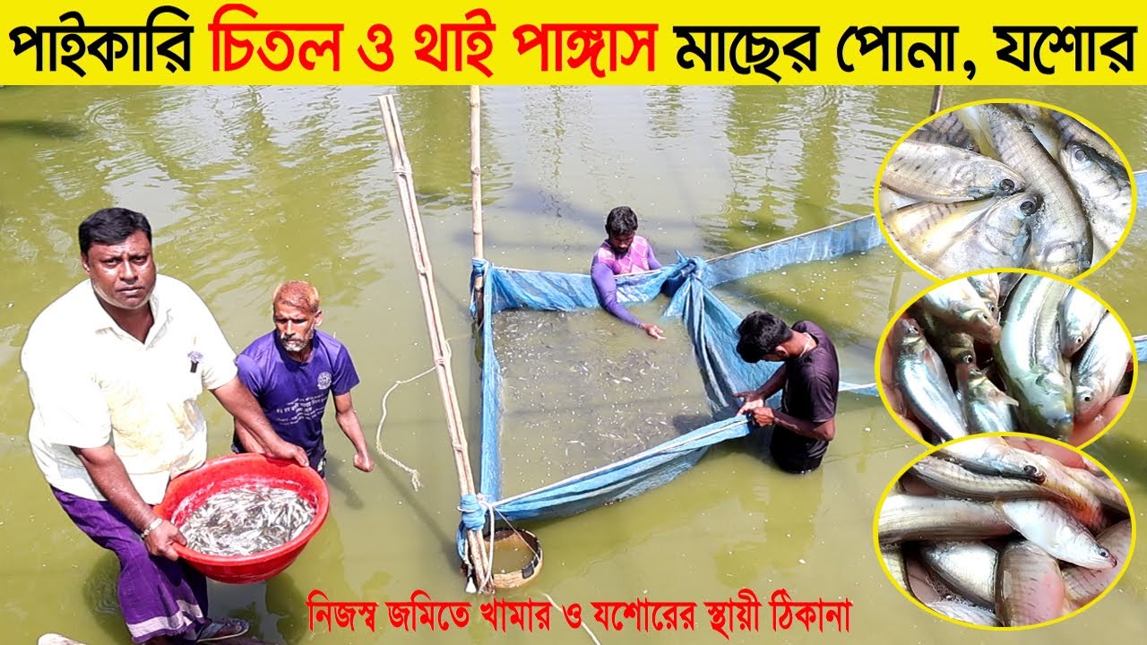পাইকারি চিতল ও থাই পাঙ্গাস মাছের পোনা । যশোর । Jashore maser pona । fish seed । Swadesh BD