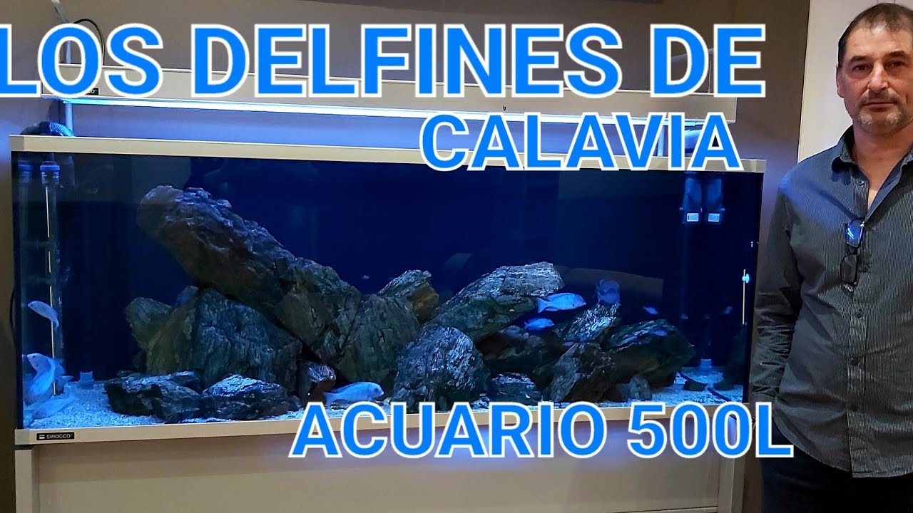 DELFINES DEL MALAWI // ACUARIO 500L