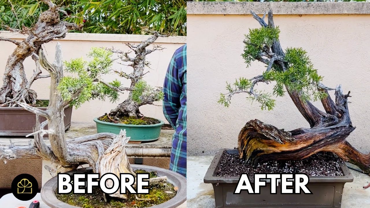 Repotting My 500-Year-Old Bonsai