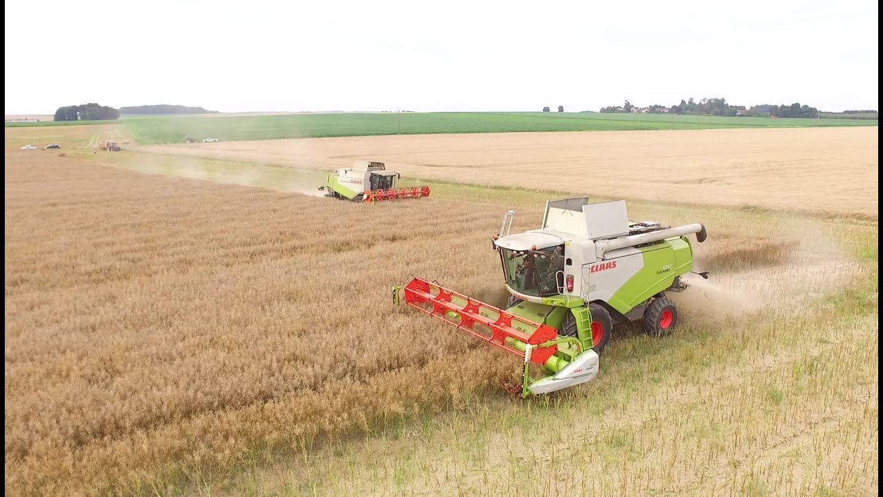 CLAAS Tucano 570 - Colza