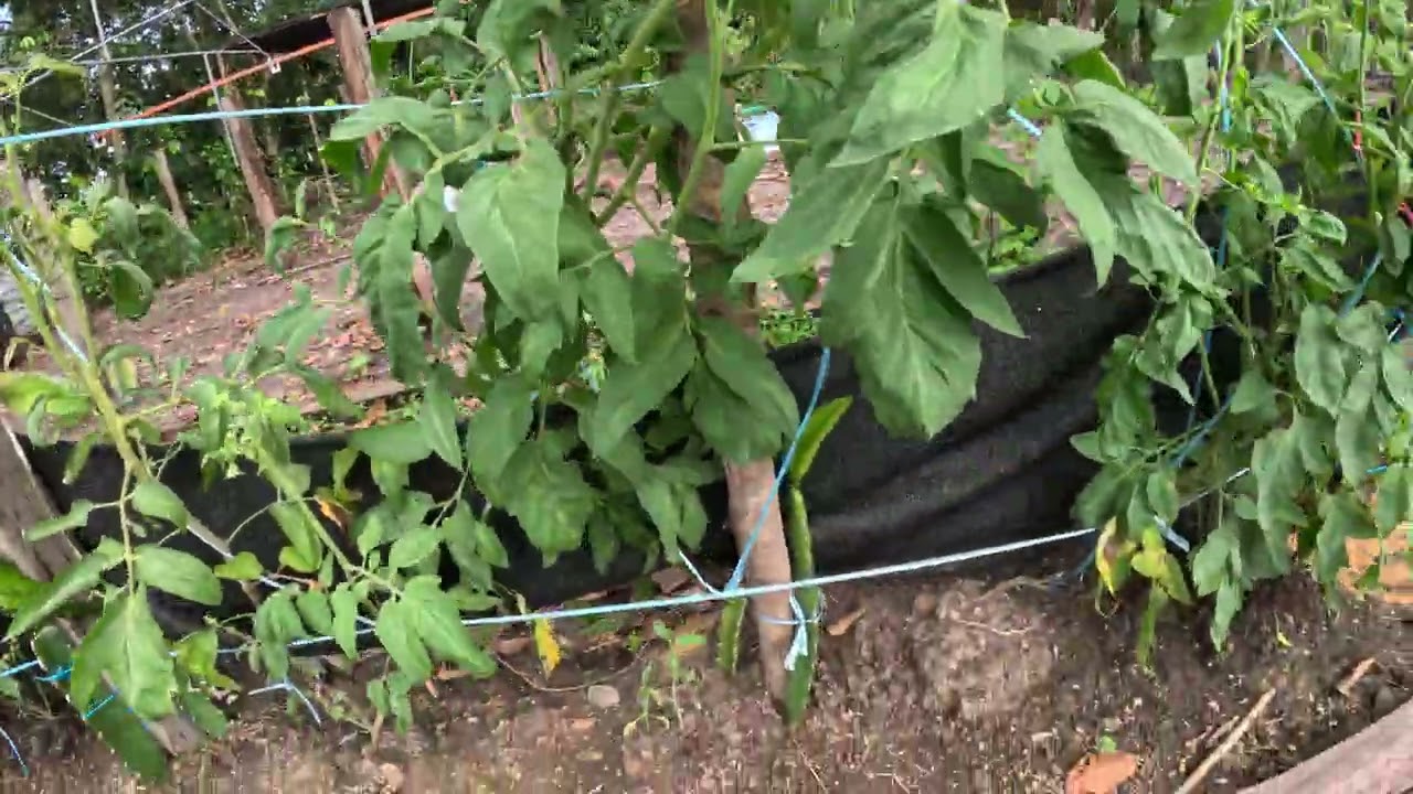 Canadian Jumbo tomatoes flourishing in equatorial zone 14!