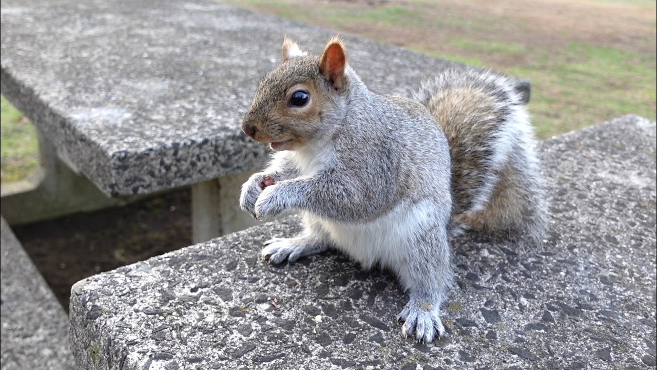 My new squirrel friend doesn't want to leave my side