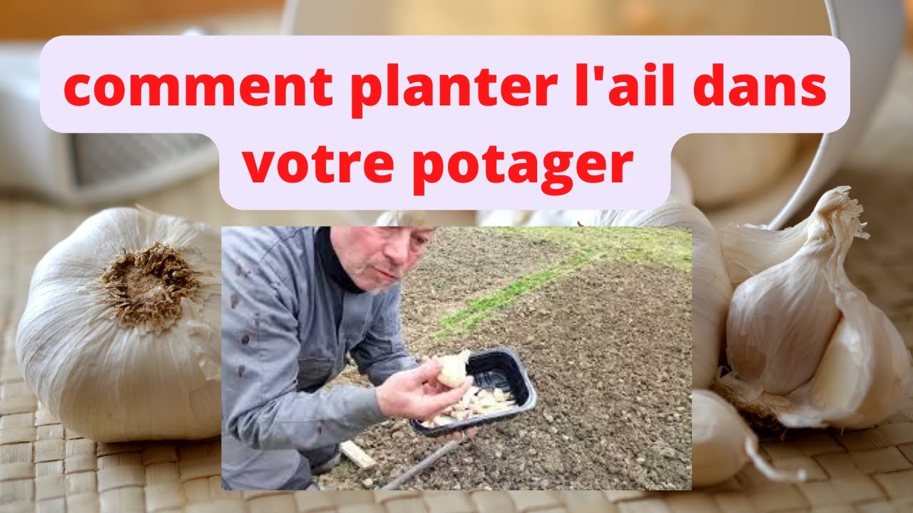 comment planter l'ail au jardin