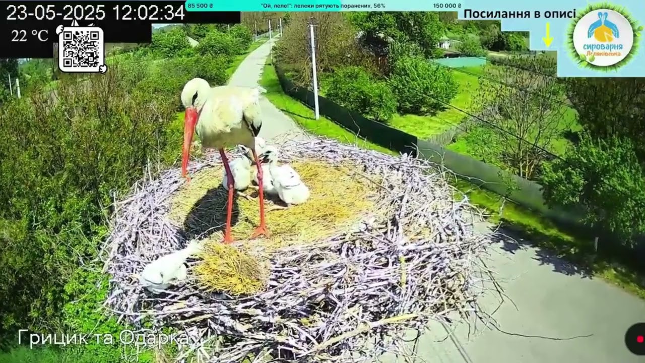 Грицик висадив із гнізда пташеня