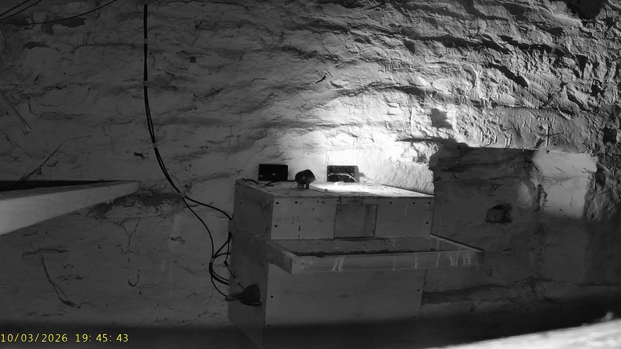 Wharfedale Barn Owls: 2 Outside☀️10/03/26