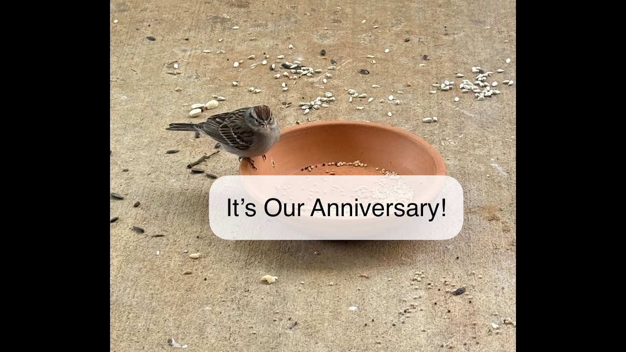 Sparrows + Channel-versary: 1 mo. since 1st livestream (part 1, vertical) #backyardbirding #cattv
