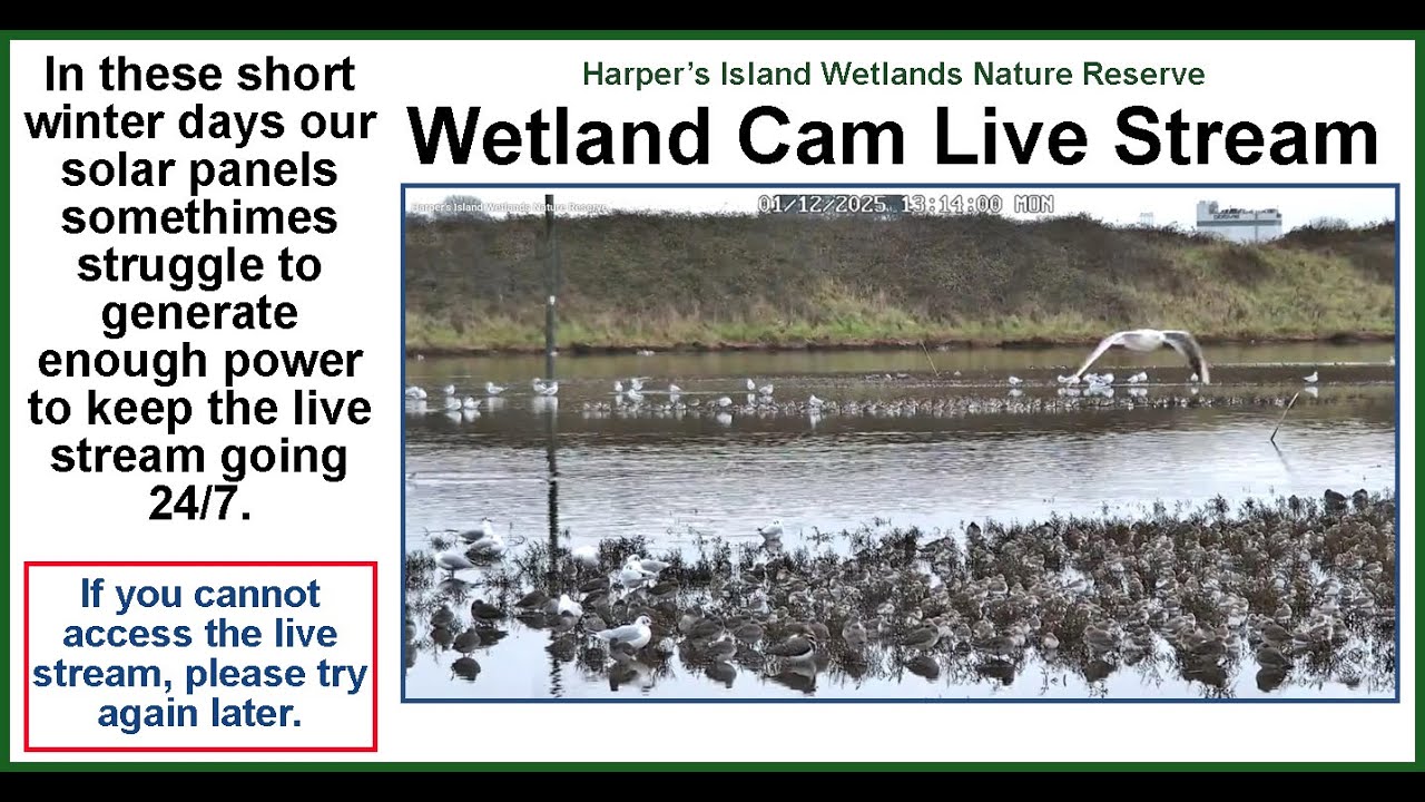 Harper's Island Wetlands Nature Reserve Live Stream