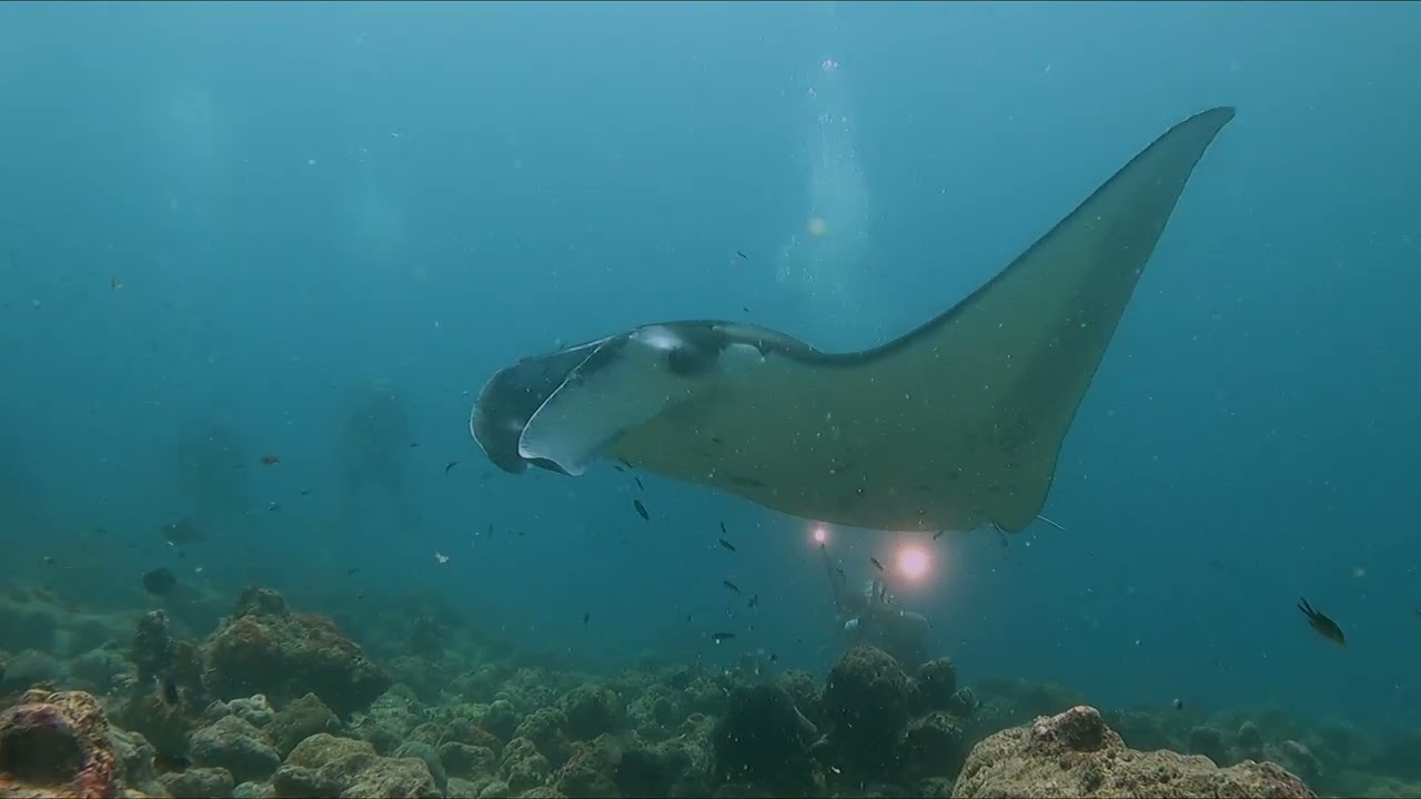 Plongées Maldives; atoll ARI SUD :Sites de Rangali madivaru et Rangali beyru