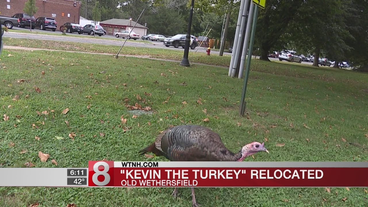 &lsquo;Kevin&rsquo; the turkey&rsquo;s run in Old Wethersfield has come to an end