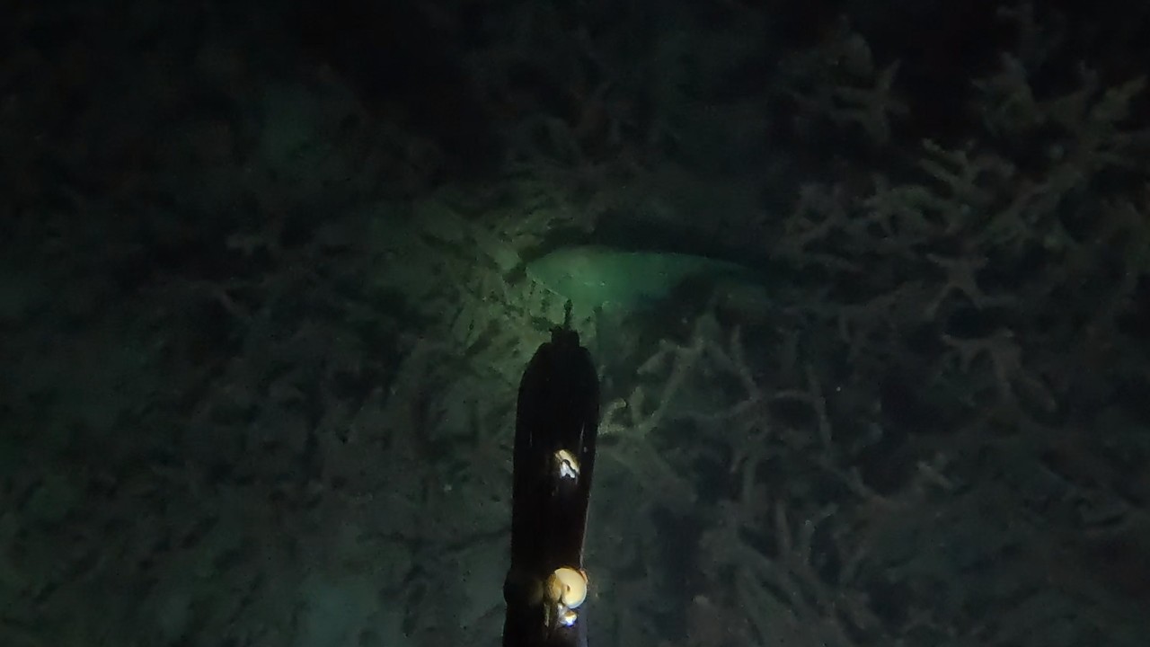 【素潜り魚突き】2025年8月15日【spearfishing in JAPAN】