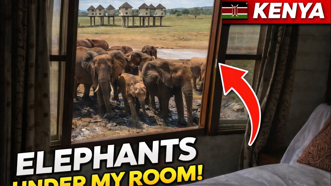 Elephants Walking Under My Hotel Room in Kenya 🇰🇪
