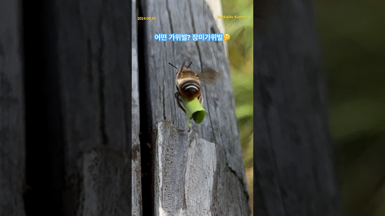 [Japan-A487]#정체불명 #가위벌 #leaf-cutter bee #제보필요 #육아방 #북해도 #쿠시노 #방문자센터 #생태감수성 #생물관찰 #생물다양성