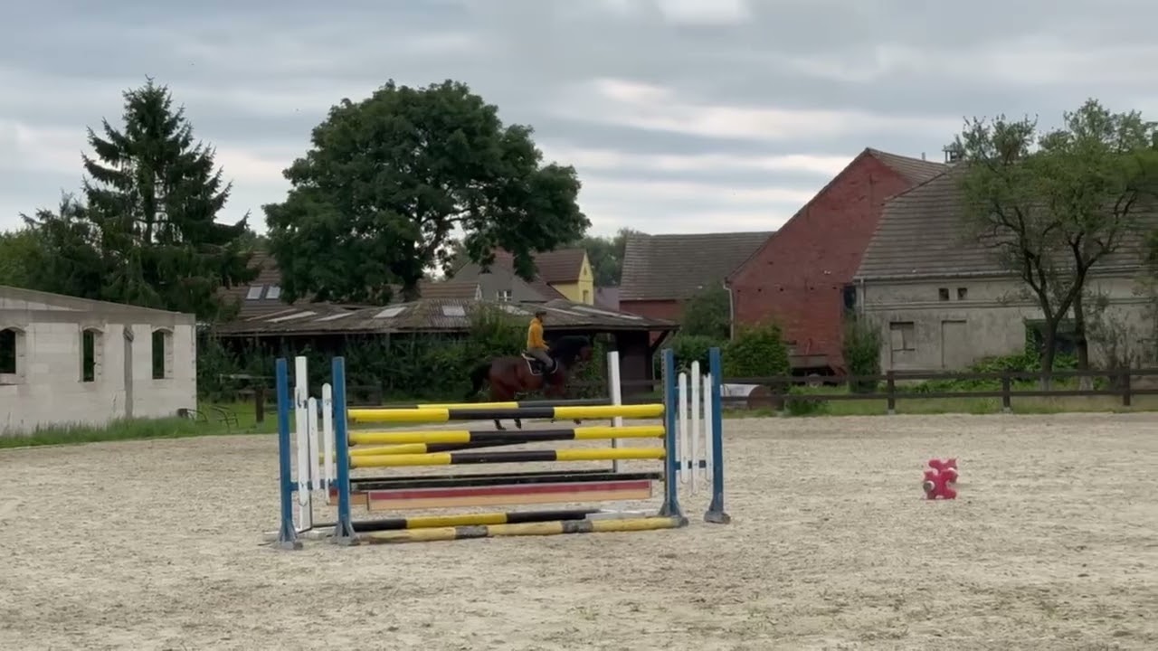 #8yo gelding by Chacoon Blue