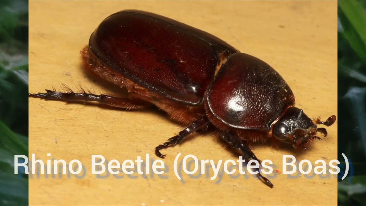 Rhino Beetle Larva jumps out of palm tree like a ninja in South Africa (Oryctes Boas)
