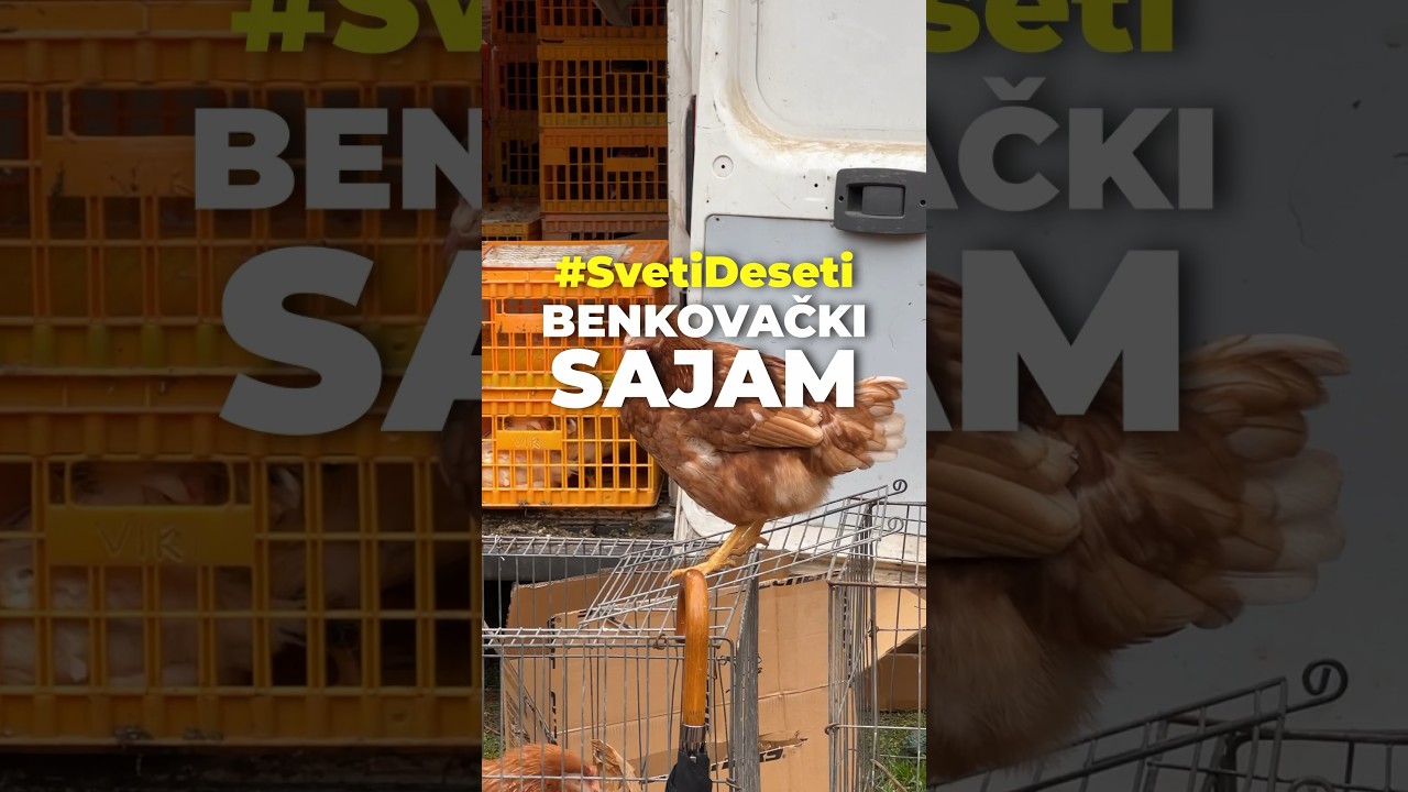 Evo kako izgleda benkovački sajam! #svetideseti #benkovac #svenky