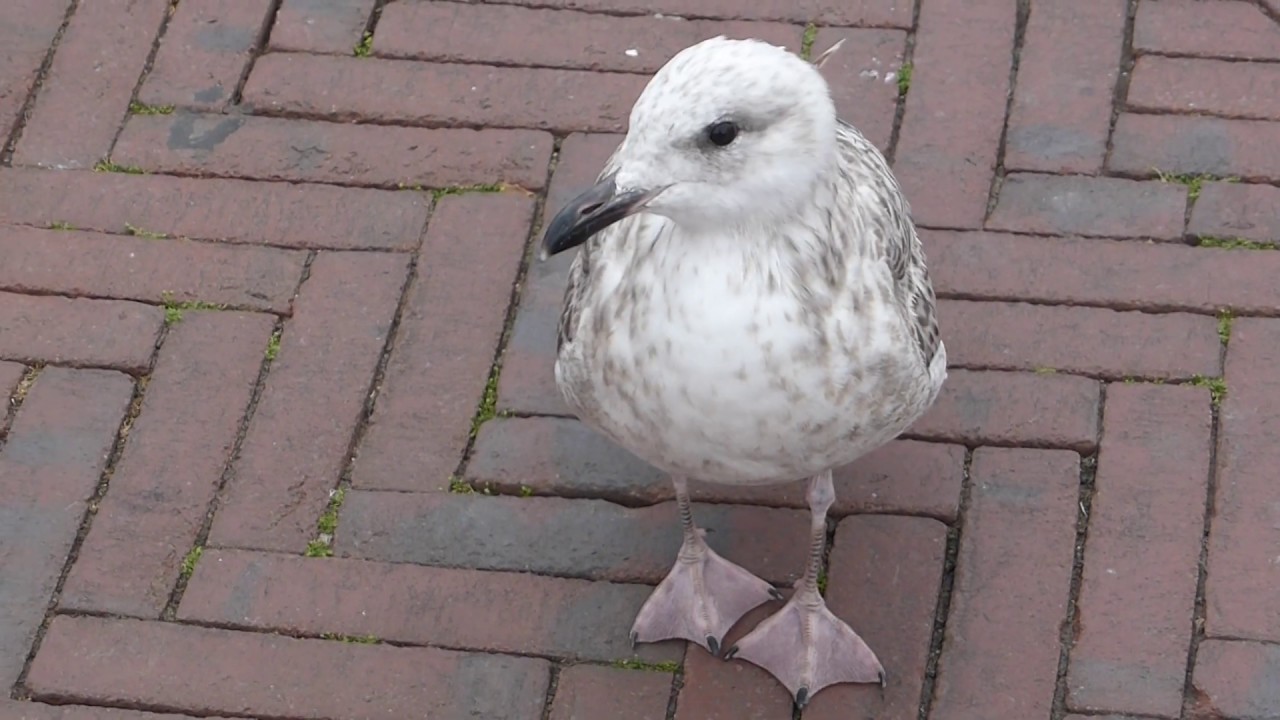 Worthing Town Centre - Herring Gull - Yong Birds - Larus argentatus - Silfurmáfur - Ungfuglar