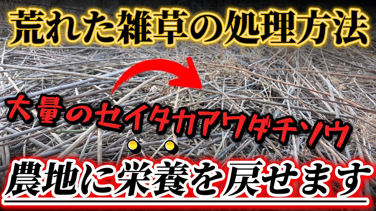 【荒れた農地】雑草の効率的な処理方法はコレです！！耕作放棄地を農地に戻す第一歩！