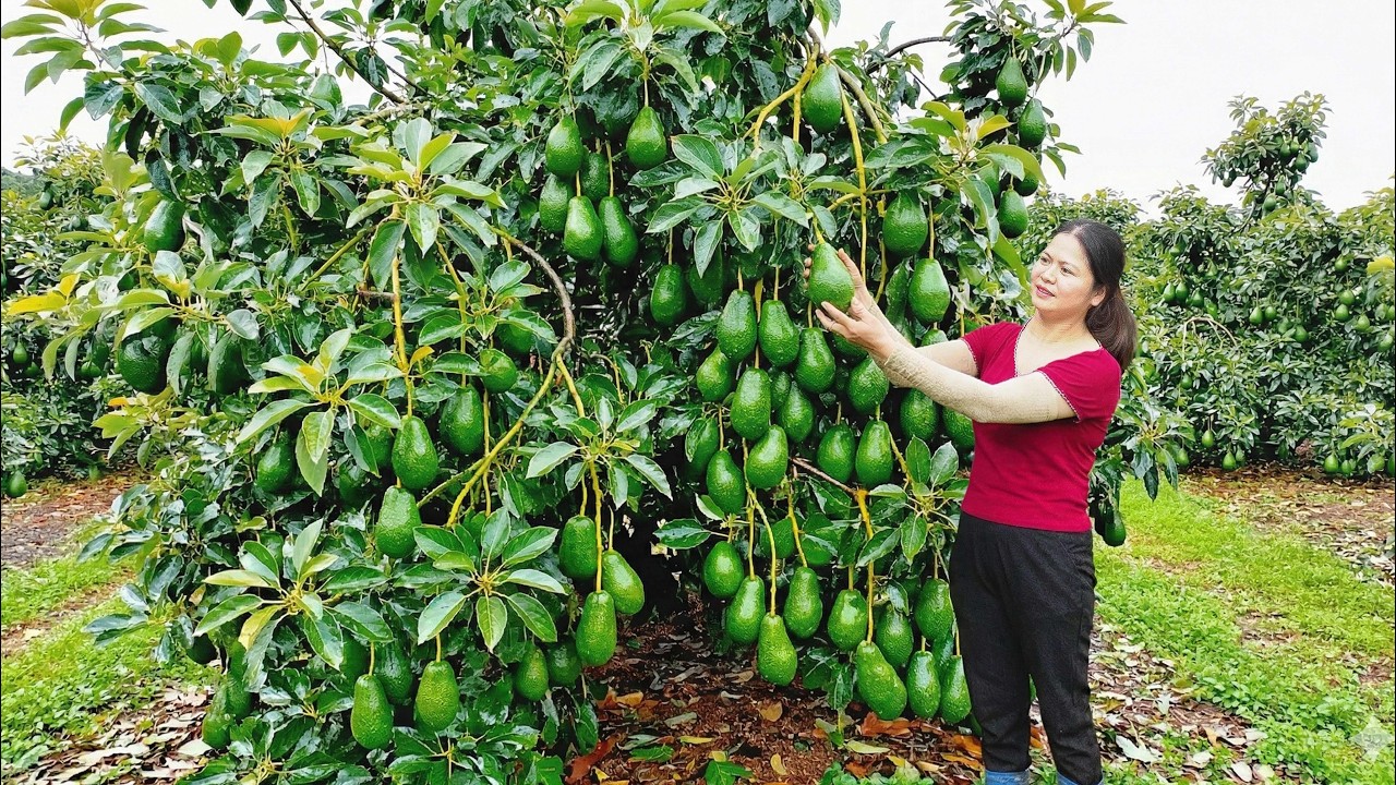 Harvesting Giant Organic Avocados | Farm to Table Fresh Harvest in Perfect Climate