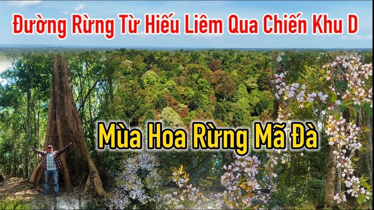 Mùa hoa rừng ở Mã Đà, cung đường rừng từ Hiếu Liêm Qua Chiến Khu D.