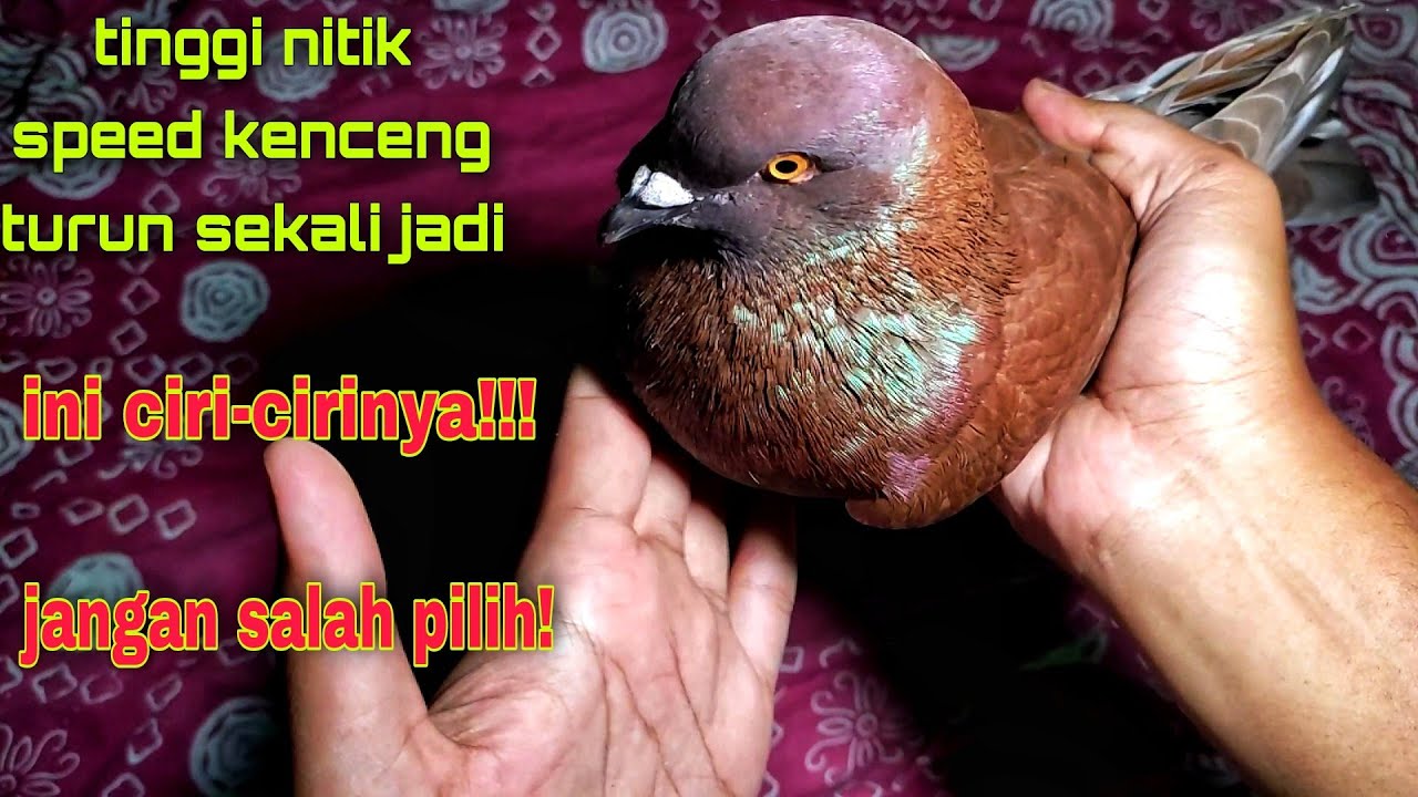 Cara memilih merpati tinggian yang kencang dan manuvernya bagus -dengan rabaan-