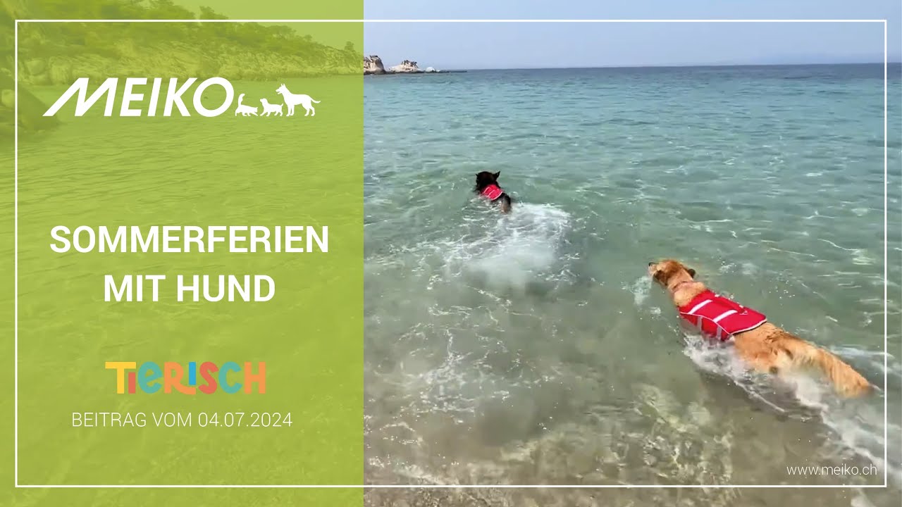 Sommerferien mit Hund – tierisch Beitrag vom 04.07.2024