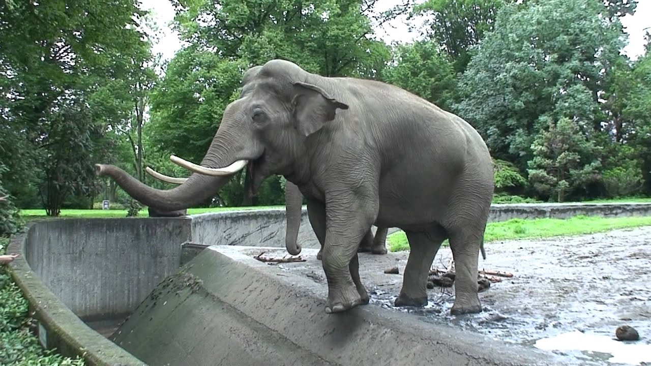 Indian elephant (Elephas maximus indicus)
