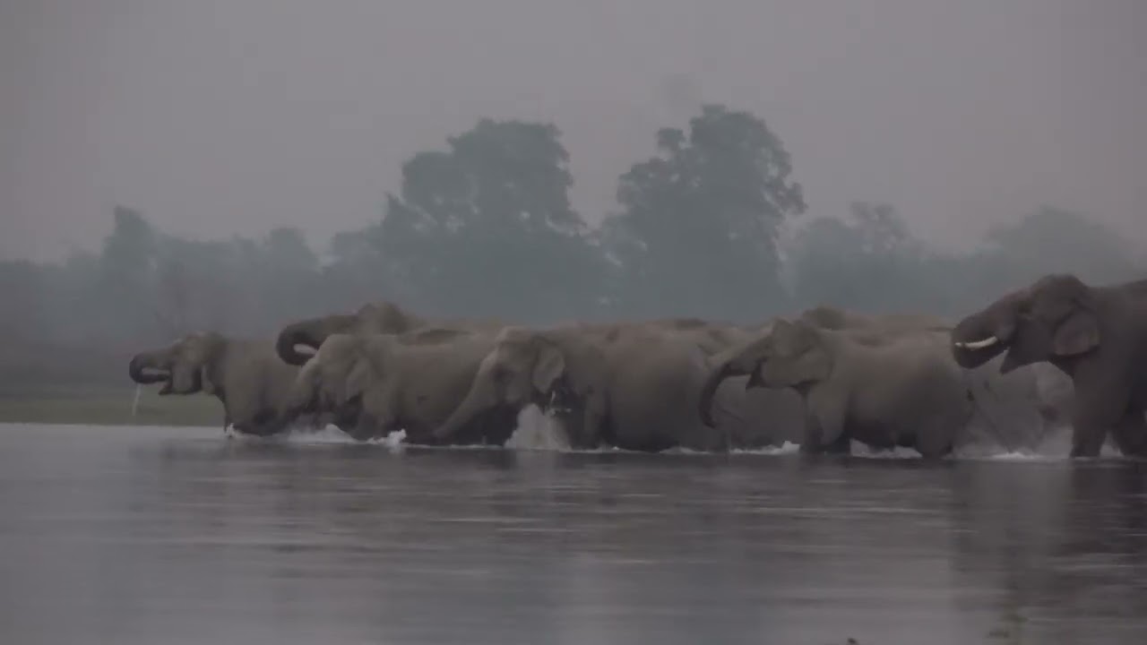 Elephant crossing river at bardia national Park 