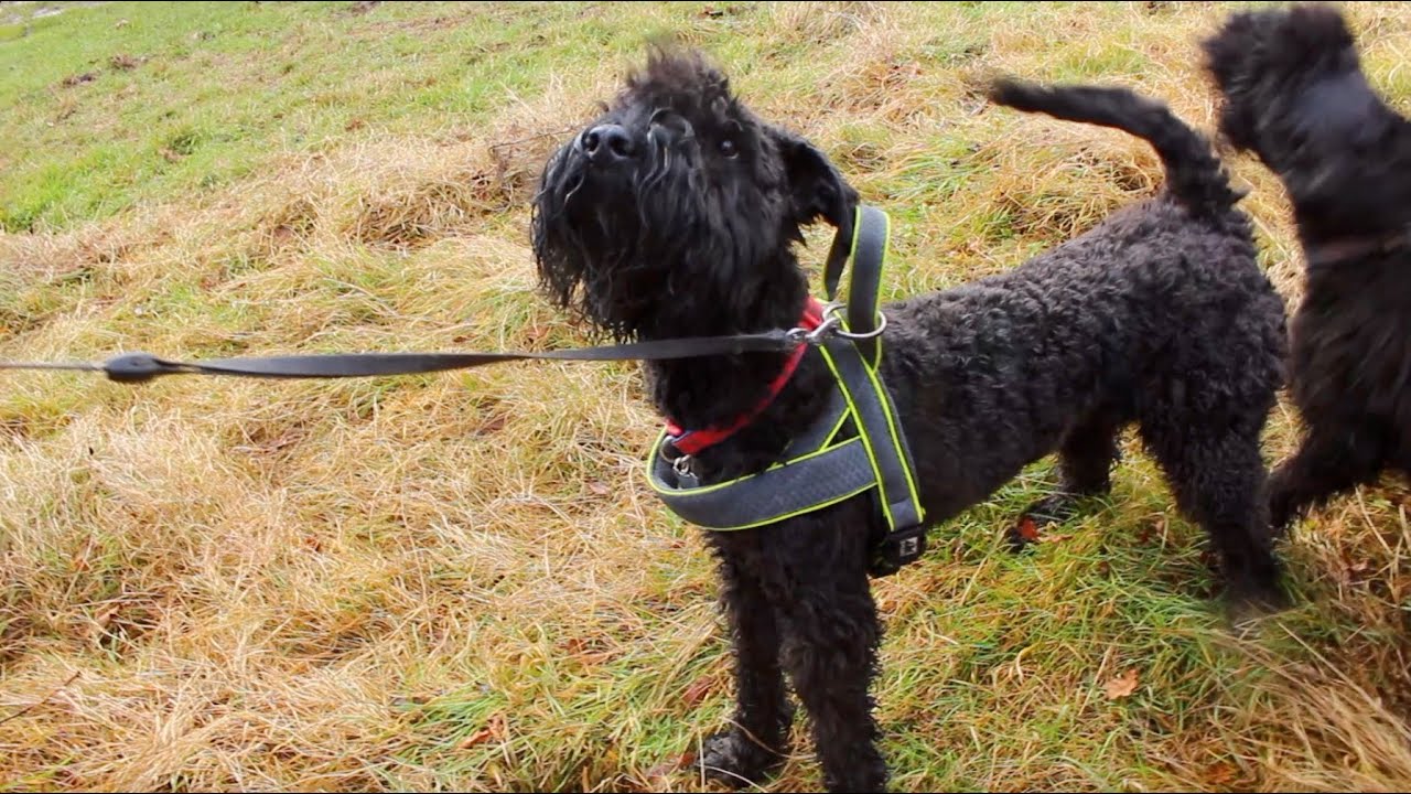 Kerry Blue Terrier Bark Up - Feb 2022