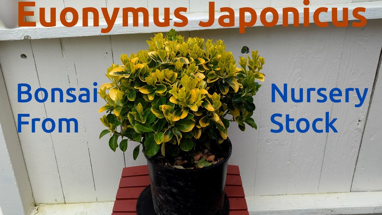 Euonymus Japonicus Bonsai from Nursery Stock