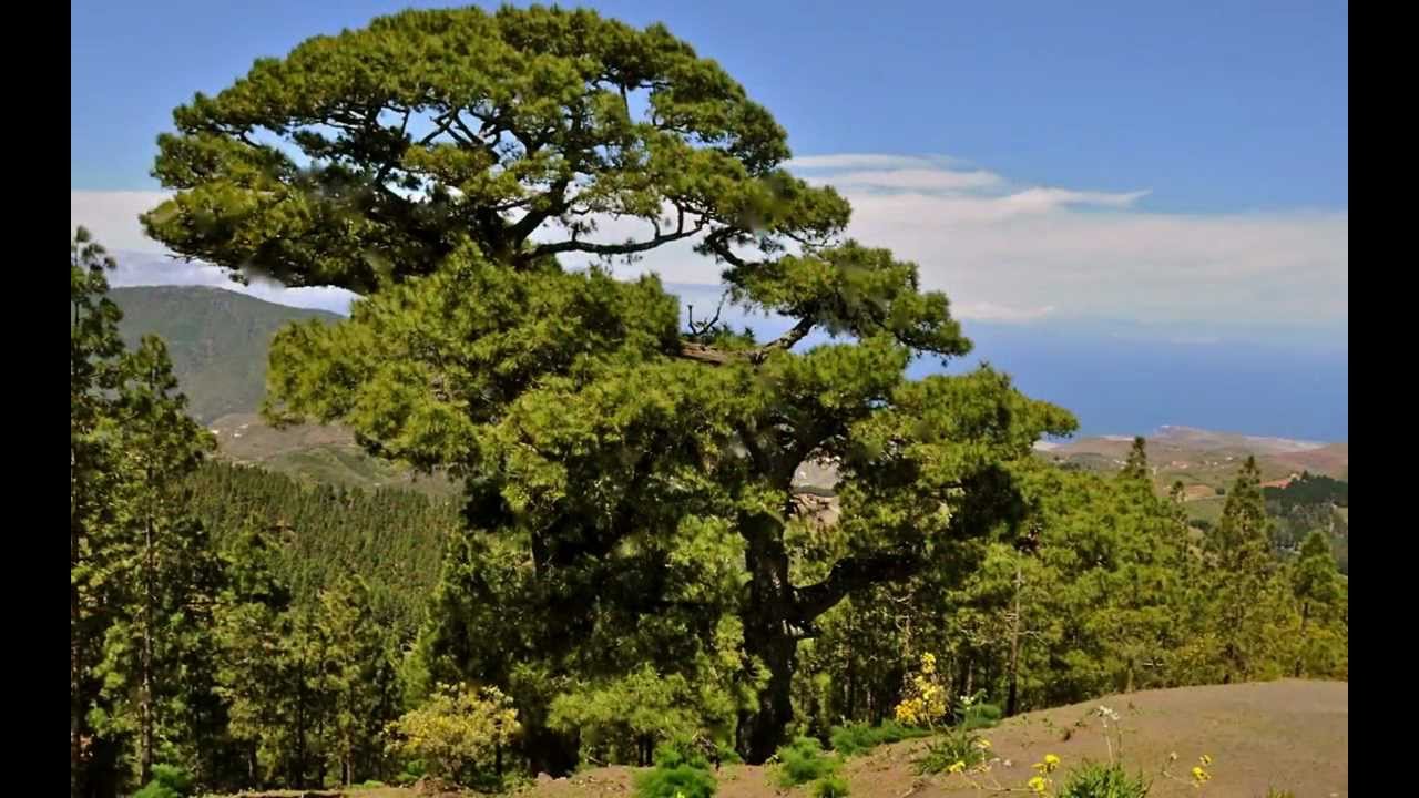 El Pino y el Capirote.m4v