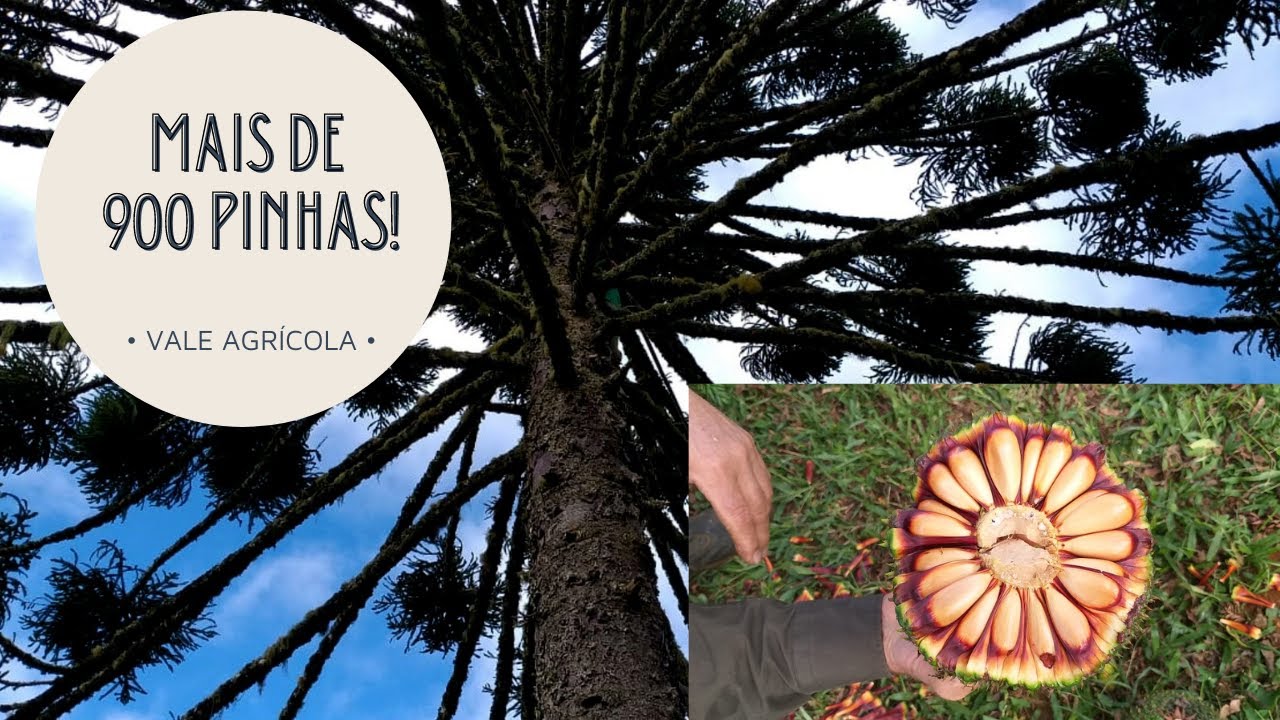 Araucária produz mais de 900 pinhas no planalto catarinense!