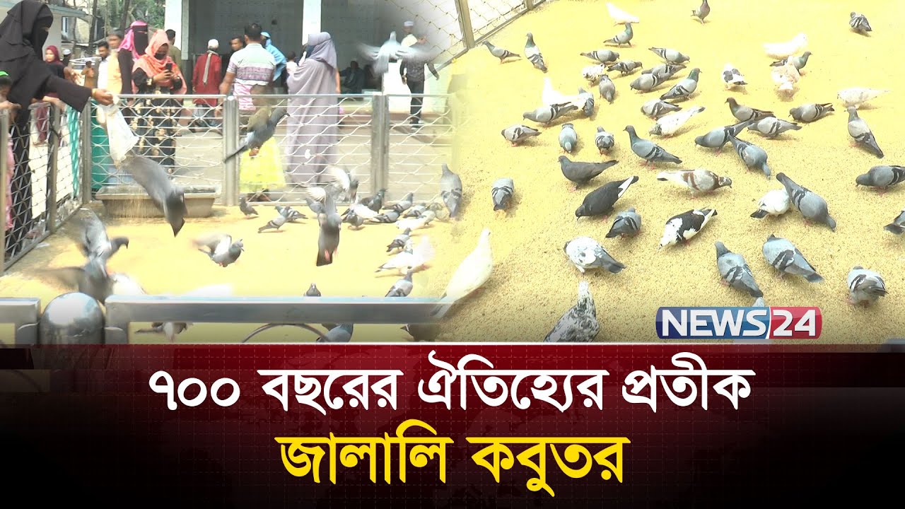জালালি কবুতরের অজানা কাহিনী | Hazrat Shahjalal (R) Majar | Jalali Kobutor | Sylhet | News24 Special