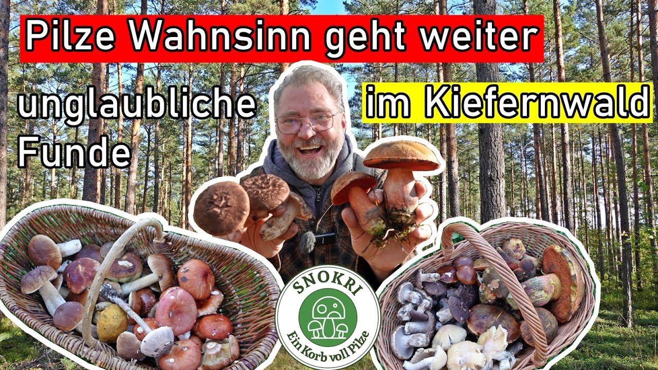 Pilze Wahnsinn geht weiter - Steinpilze - Habichtspilze - Hexenröhrlinge und vieles mehr