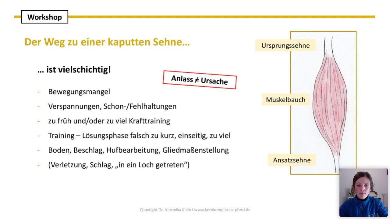 Training und Unterstützung für sehnenkranke Pferde
