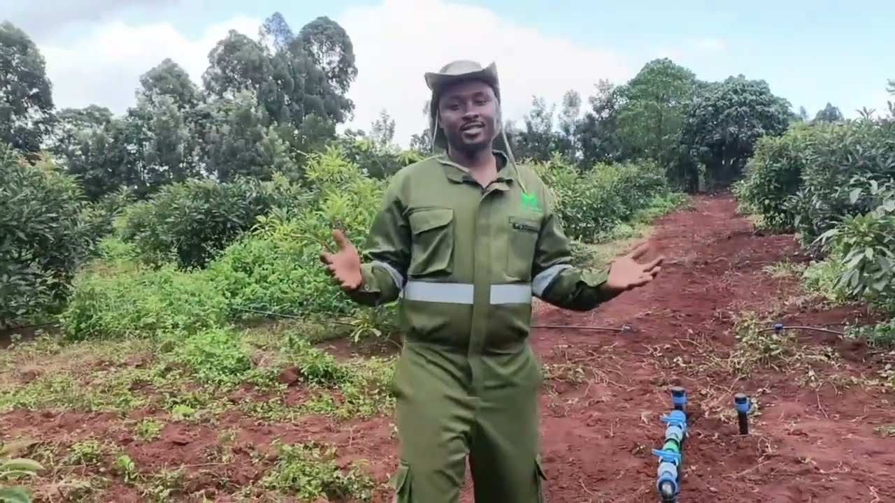 MASTERING THE ART OF DRIP IRRIGATION by S FARMS INVESTMENT LTD.