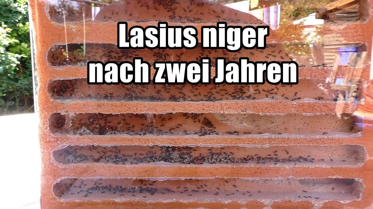 Lasius niger nach zwei Jahren