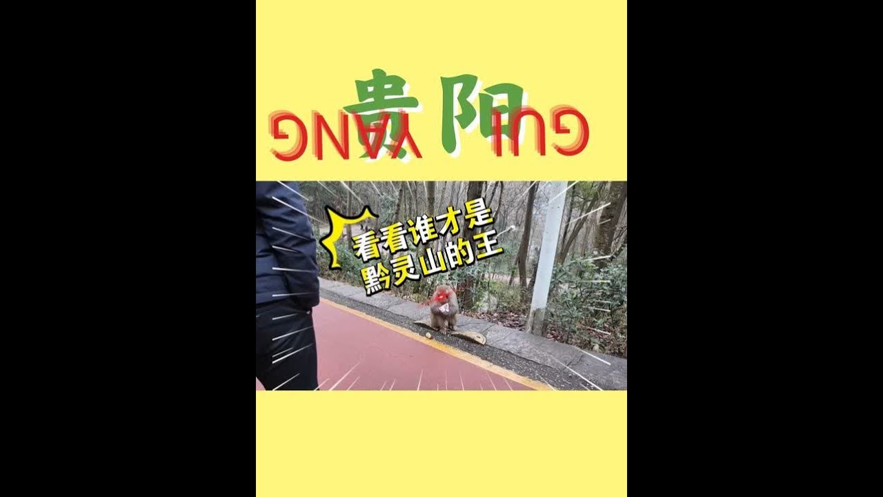 没被猴子抢过/臭酸腌过的贵州之旅是不完整的 本地人展示黔灵山正确打开方式＆特色美食豆腐渎鱼+虾酸火锅推荐#贵阳美食 #黔灵山 #贵州美食 #西南F4 #猴子
