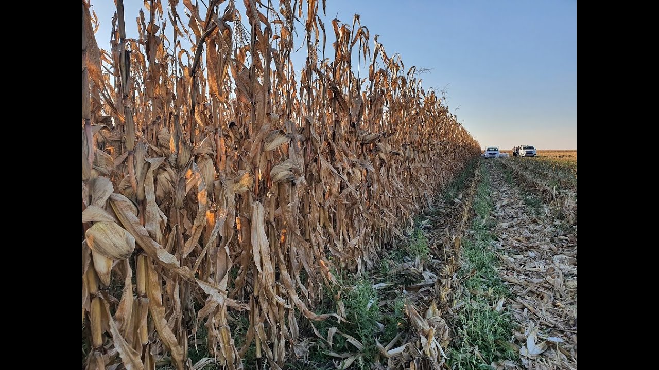 Harvesting a Stoller Corn Trial