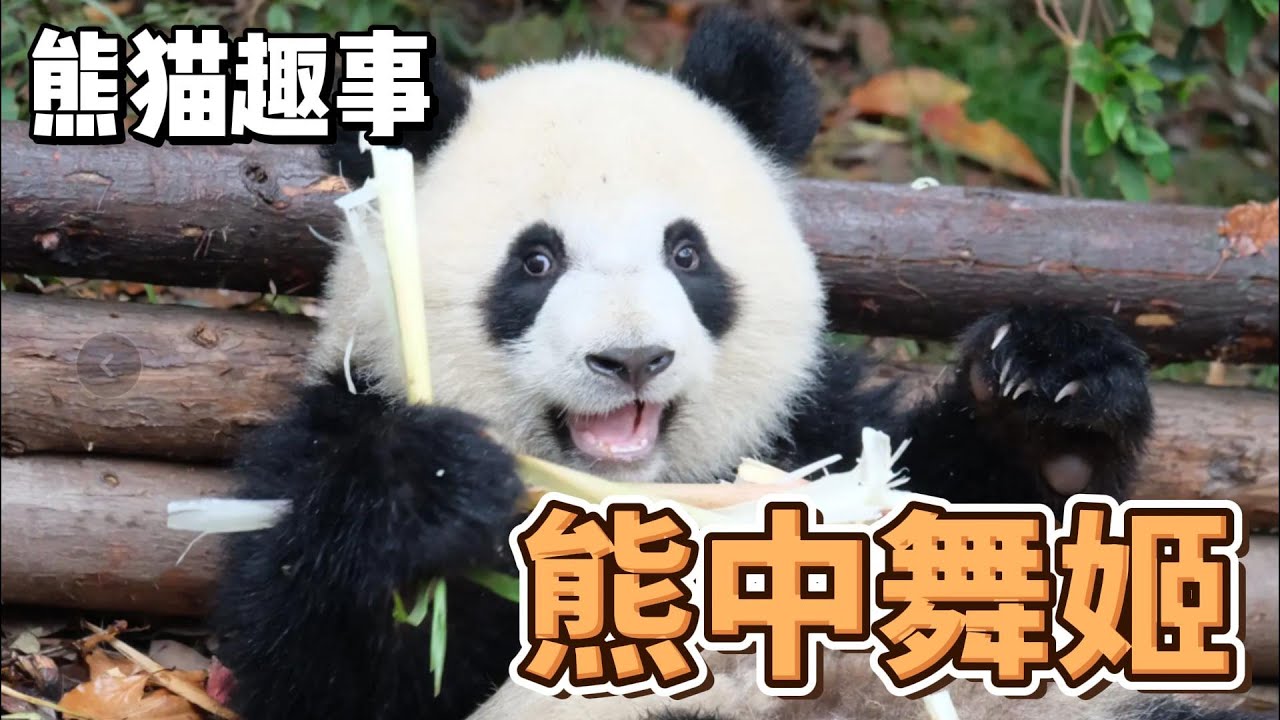 熊猫趣事，带你了解不一样的熊猫世界，熊猫圈里的那些绝世舞姬
