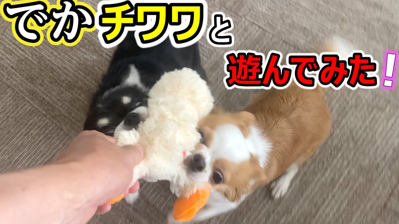 【大興奮】遊びがいのあるうちの愛犬たちがおもしろい！