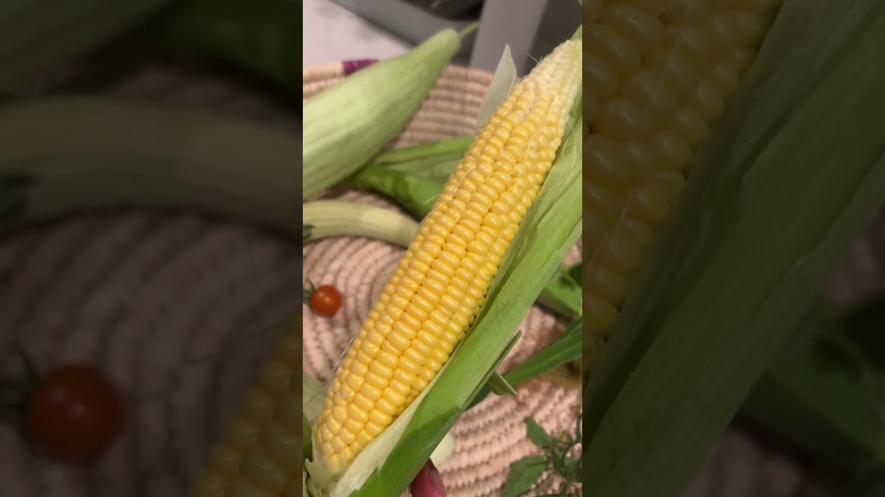 The Perfect Ear of Corn Grown in My Courtyard