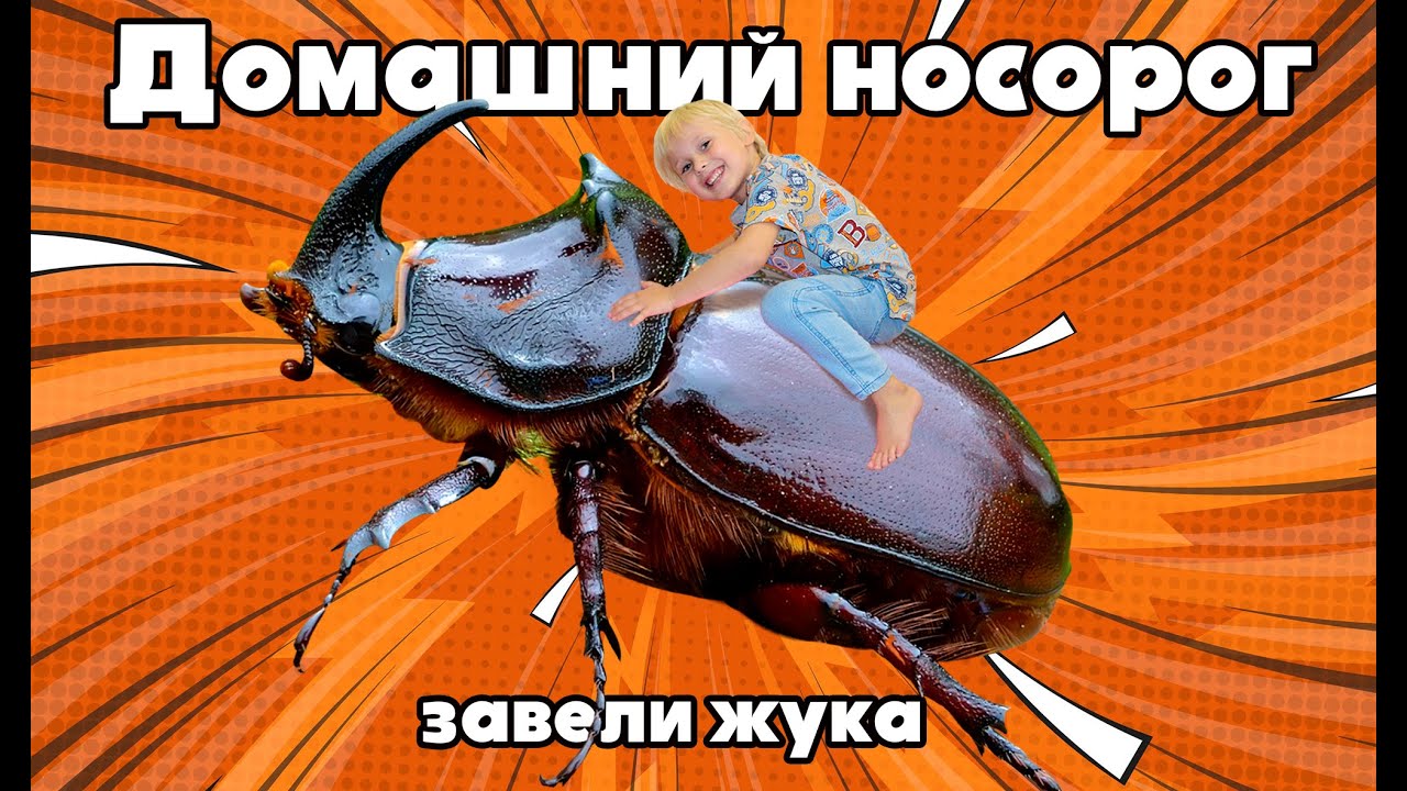 ЗАВЕЛИ ЖУКА НОСОРОГА // Делаем террариум для жука