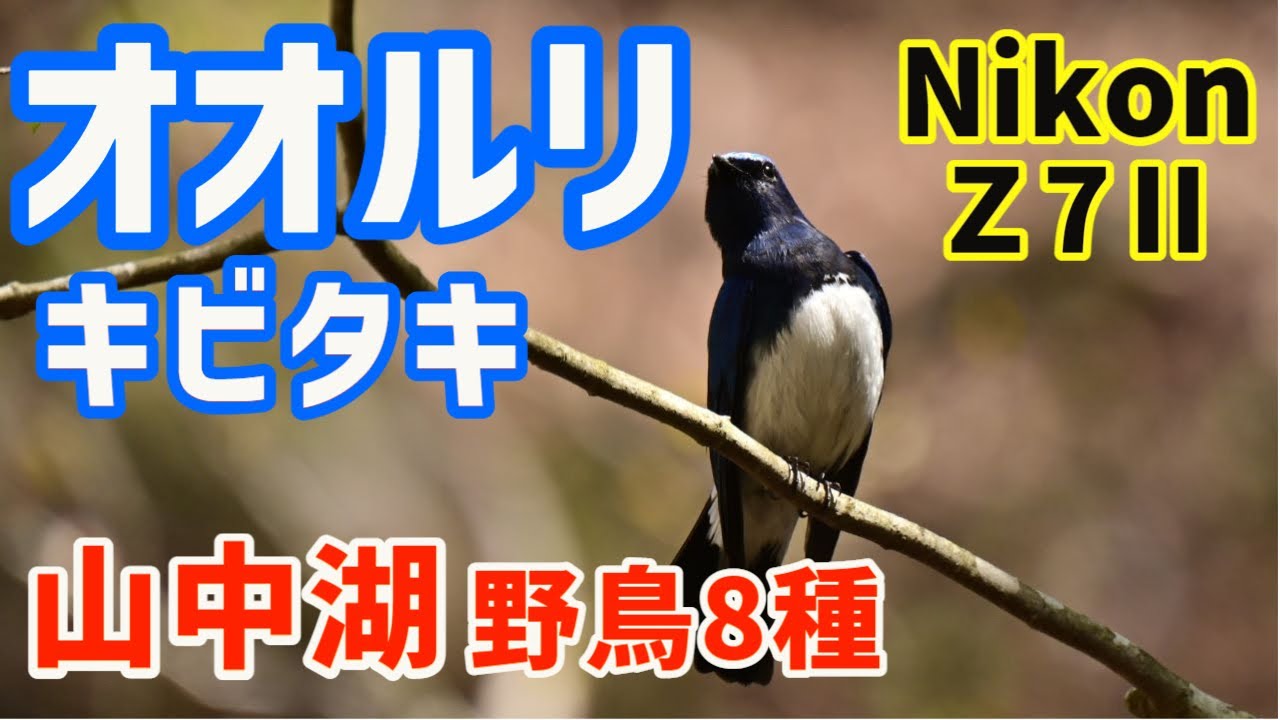 山中湖・大洞の泉  ヤマガラ・オオルリ・キビタキ・コムクドリ、夕暮れの山中湖を富士山をバックに！