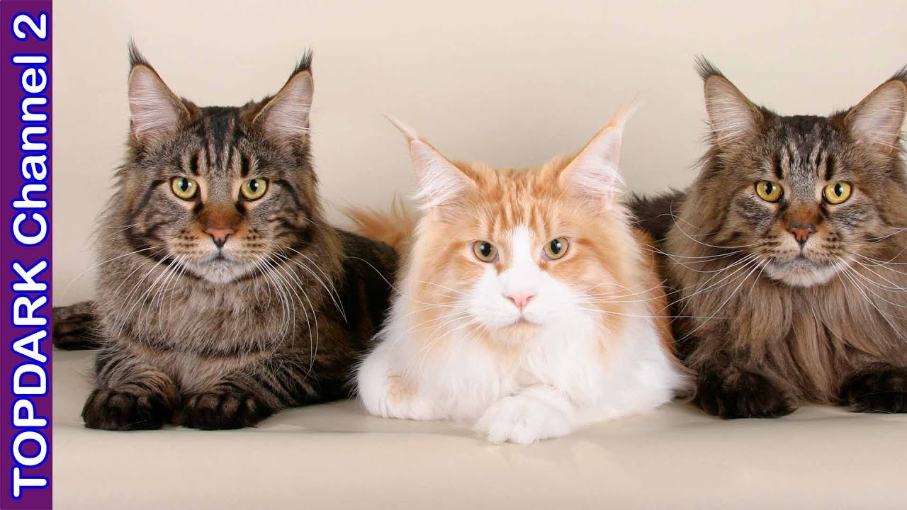 10 Razas de Gatos Extremadamente Peludos
