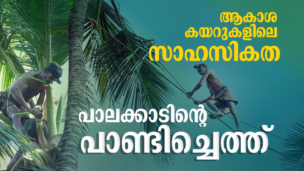 'റിസ്‌ക്കാണ്, കാണുമ്പോള്‍ തന്നെ പേടിയാകും'; അത്ര സിംപിളല്ല പാണ്ടിച്ചെത്ത്, കള്ള് വരുന്ന കഥയറിയാം