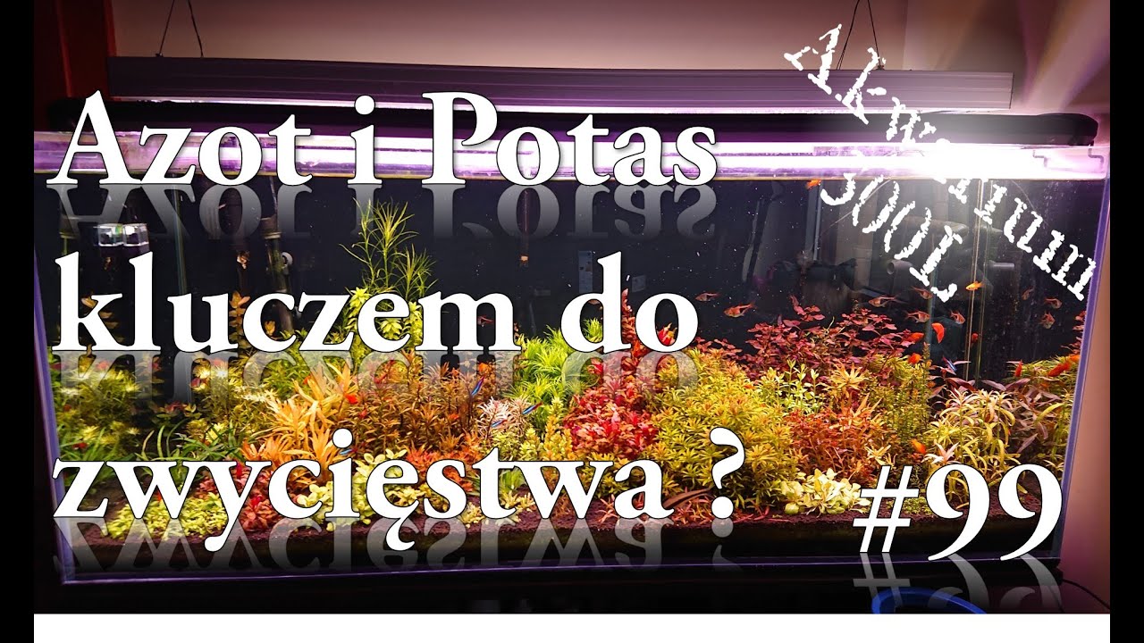 Akwarystyka 099 - Azot i Potas - jak nawozić dobrze