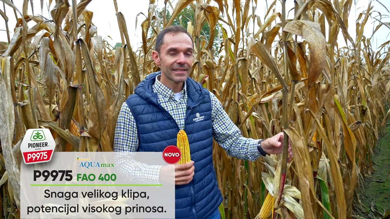 KUKURUZ PIONEER P9975, FAO 400 - SNAGA VELIKOG KLIPA i potencijal VISOKOG PRINOSA.