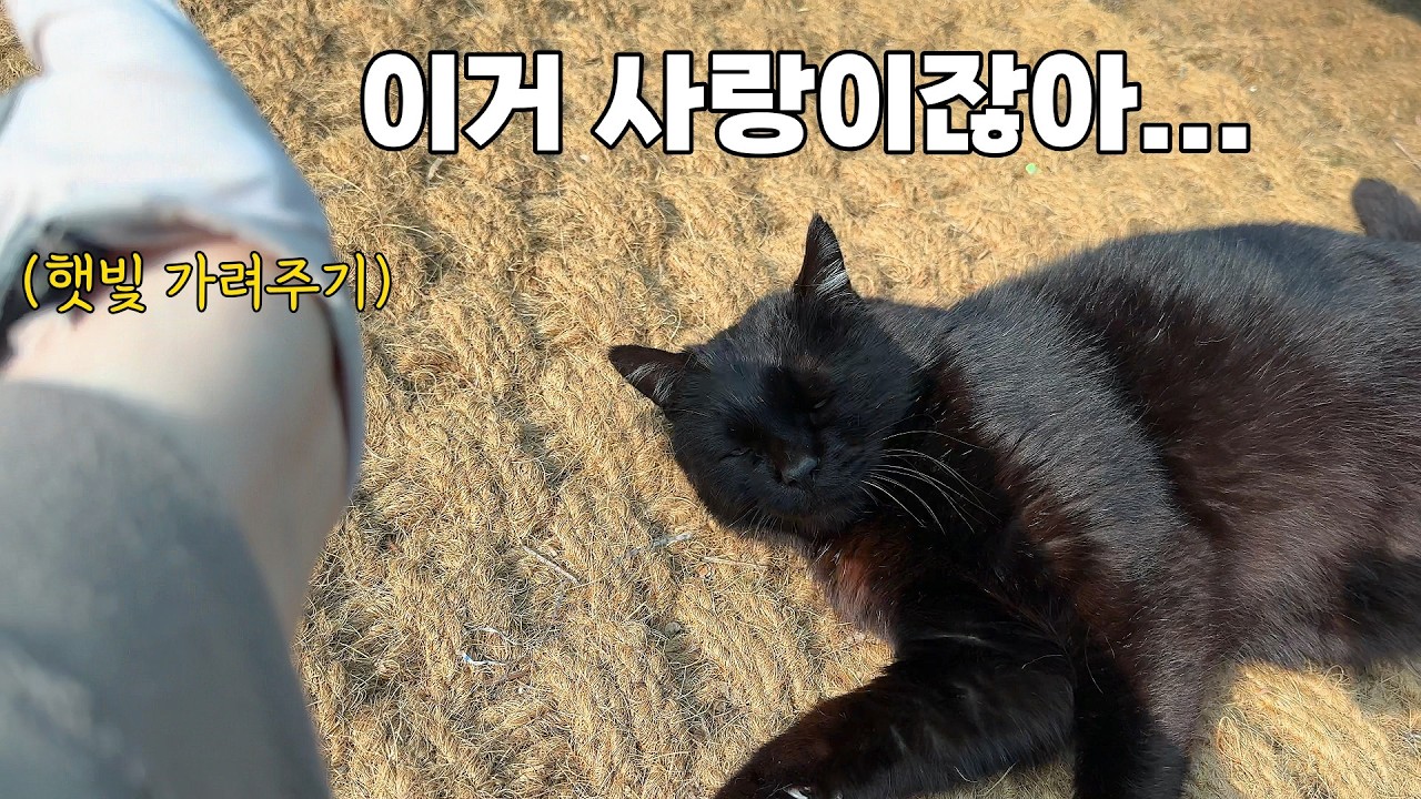 봄 타는 고양이들 때문에 힘들어요.(노랭이만 인기 폭발하는 이유는..?)