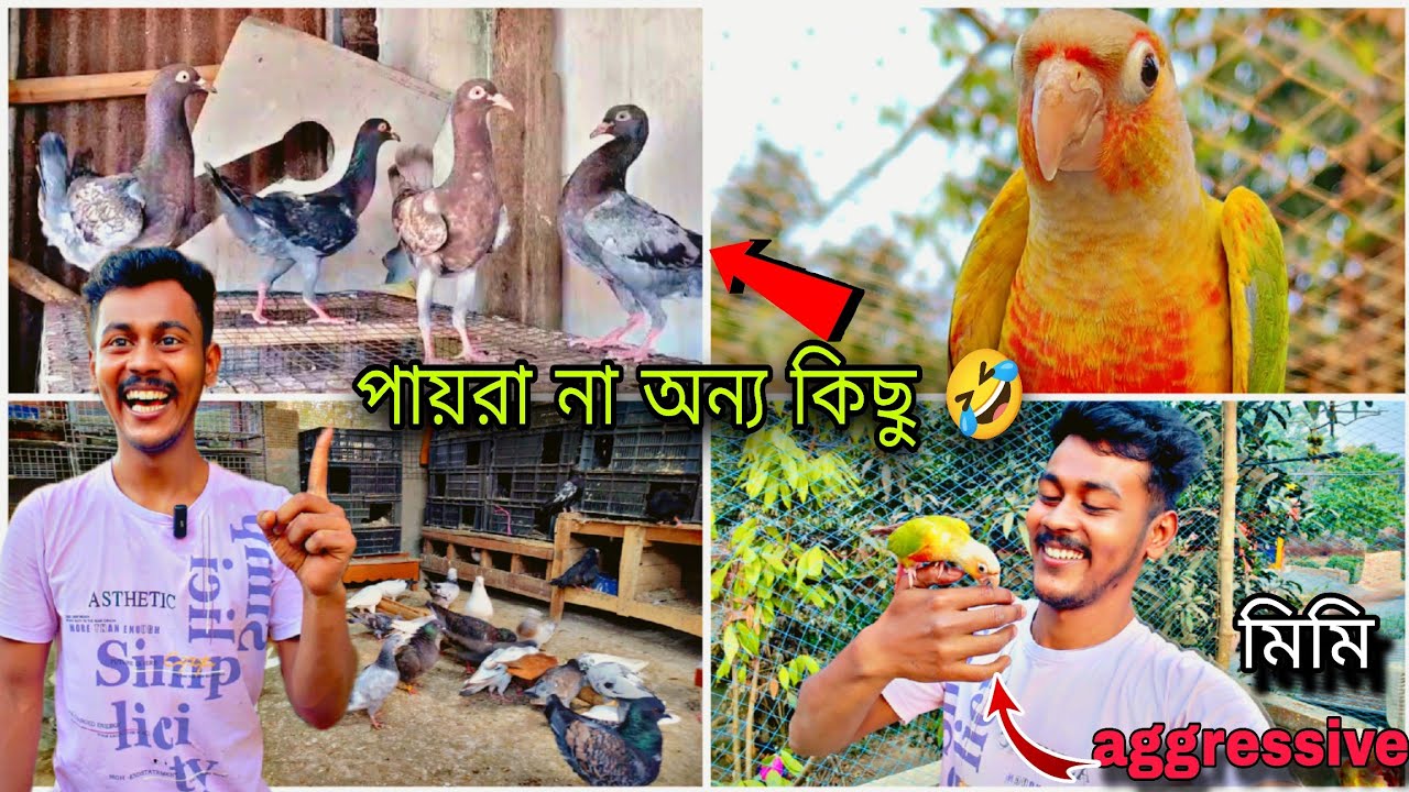 পায়রা না অন্য কিছু পুরো মুরগি😂মিমি aggressive হয়ে গেছে 😯#myworld #petsvlog