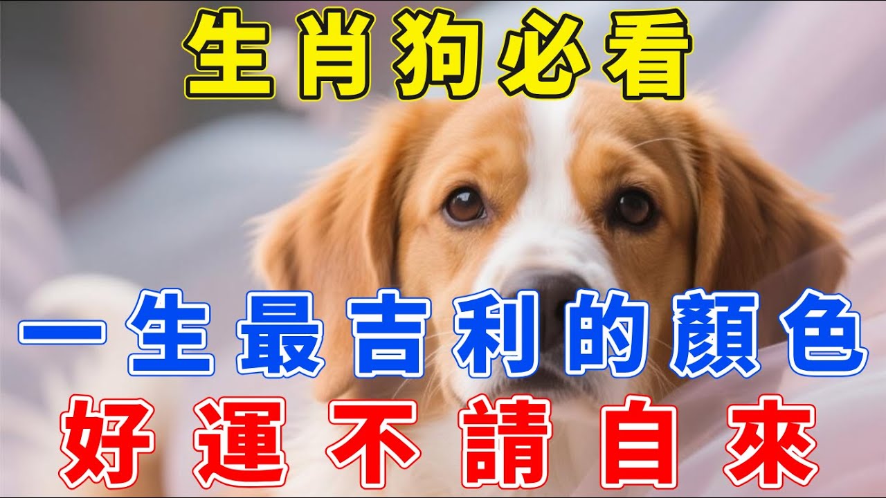 生肖狗必看！一生最吉利的颜色，最忌諱的顏色！属狗人穿對颜色，一生財運大開！大富大貴！【生肖梵音】#生肖 #運勢 #風水 #財運#命理